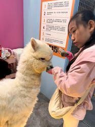 -神奇动物撸宠馆·羊驼·小浣熊·异宠(豫园店)