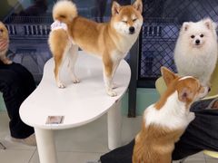 -怪兽屋·羊驼·猫咖·狗咖(俊华广场店)