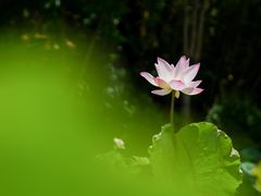 -曼听御花园
