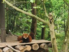 -都江堰中华大熊猫苑