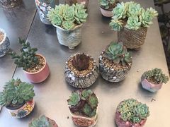 -金陵花卉交易市场