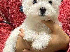 -萌宠之家·腊肠犬·马尔泰·小体犬舍