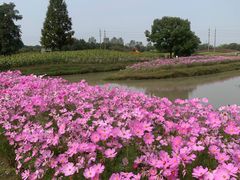 -花开海上生态园