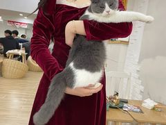 -李小姐の猫咖啡馆(五角场店)