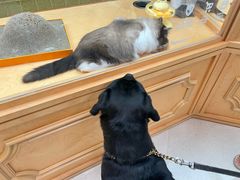 -帕帕拉兹宠物(亚洲旗舰店)