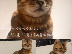 -琪喵猫屋·撸猫猫咖·猫舍