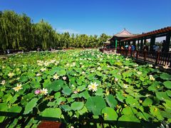-莲花池公园