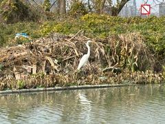 -三垟湿地