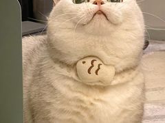 -北京观赏动物医院·24小时大型综合·猫专科·异宠专科
