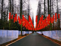 -东平国家森林公园