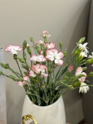 -小珂丽格医疗美容