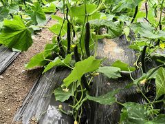 -万源龙顺度假庄园生态观光园