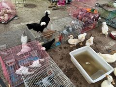 -中环花鸟鱼虫市场