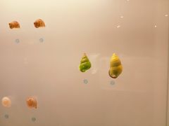 -青岛贝壳博物馆