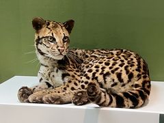 -国家自然博物馆