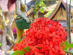 -西双版纳傣族园