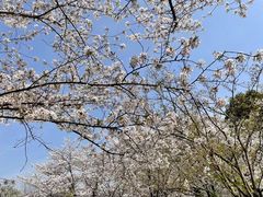 -顾村公园