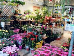 -桂林市花鸟市场