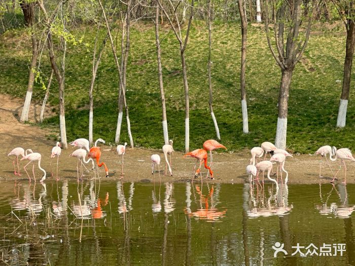 北京野生动物园图片