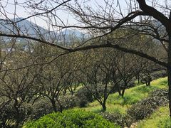-香雪海