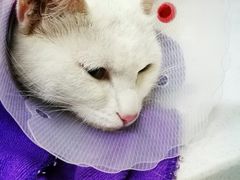 -康乐宝动物医院