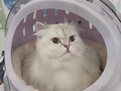 -四月宠物医院·猫专科·心脏专科·内科(转塘店)