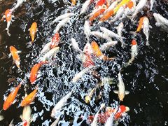 -侠成水上农庄(工业大道店)