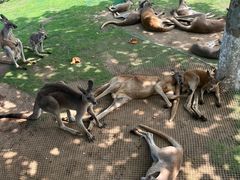 -西霞口神雕山野生动物世界