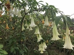 -广西壮族自治区药用植物园