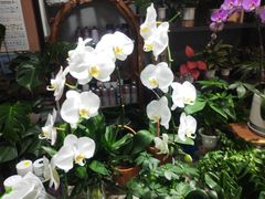 -何兮花店·气球派对鲜花店(马桥银春路万科城店)