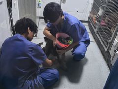 -半岛宠物医院24小时(科华中路店)