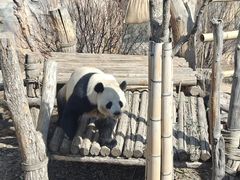-青藏高原野生动物园