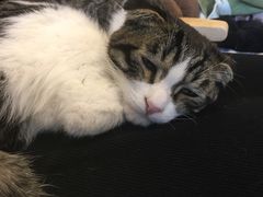 -平行世界·猫咖(首经贸店)