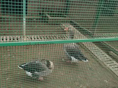 -宿豫区运河湾森林动物园