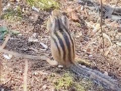 -五营红松林海景区
