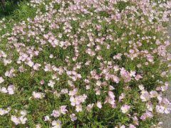 -九里河湿地公园