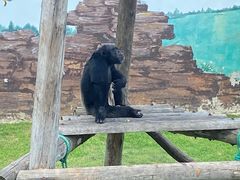 -西霞口神雕山野生动物世界