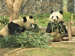 -都江堰中华大熊猫苑