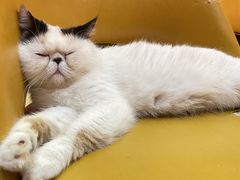 -猫色咖啡·猫咖