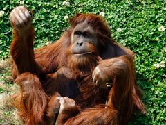 -西霞口神雕山野生动物世界