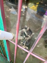 -萌宠亲子动物乐园(槐房万达店)