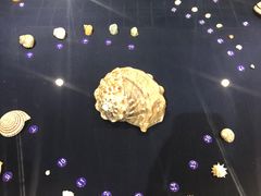 -青岛贝壳博物馆
