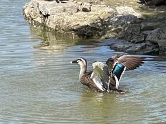 -盐城丹顶鹤湿地生态旅游区
