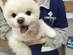 -爱侣宠医·鹦鹉专科·小型哺乳类·异宠专科(灵石路店)