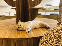 -飞行喵MR PILOT|猫舍·猫咖(静安大融城店)