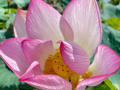 -光明小镇欢乐田园