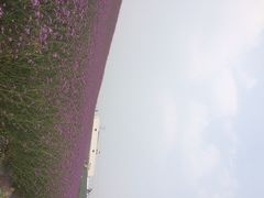 紫颐香薰山谷薰衣草庄园-紫颐香薰山谷景区