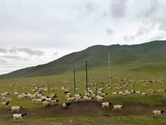 -马白开来特色羊排揪片子  (总店)