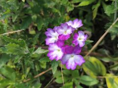 -上海鲜花港