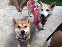 -柴犬高等学院·狗咖·柴犬售卖·宠物训练